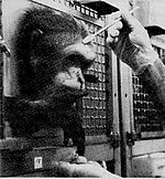 A primate trained to place his head and hands in holes in the front of his cage. The holes are placed in such a way as to allow the primate to reach for food while presenting his head for the experiment. Primate-in-cage-restraint.jpeg