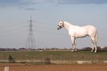 The White Horse at Ebbsfleet.jpg