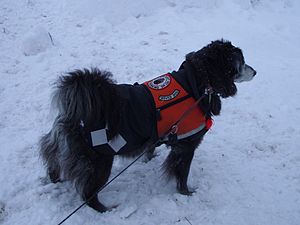 Suzi service dog snow 065