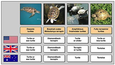 Different animals are called turtles, tortoises, or terrapins in different varieties of English