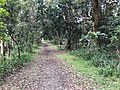 Bushland in Coffs Coast Regional Park behind Hills Beach