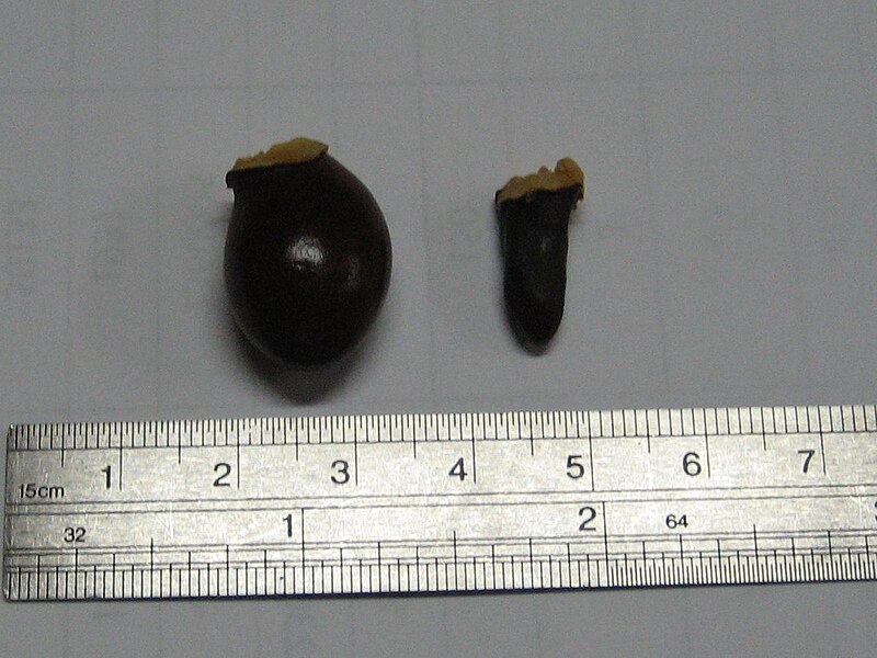 File:Lychee seed.jpg