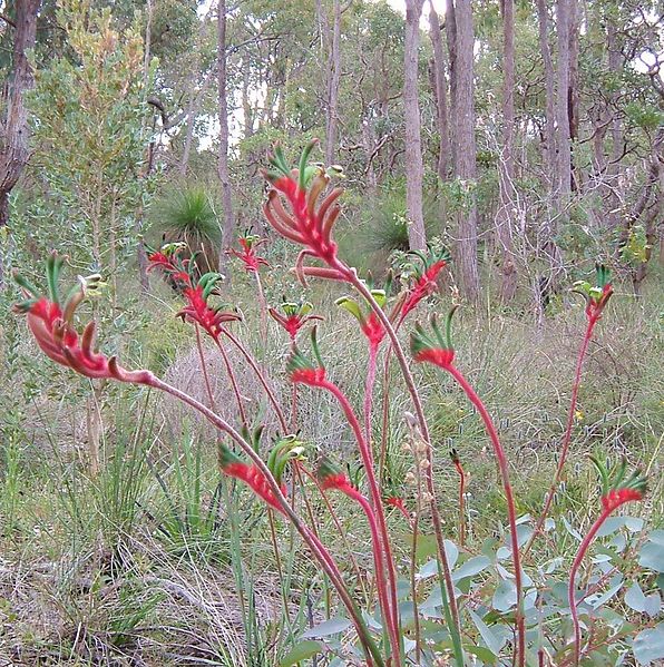 File:Kangaroo paws darling range.JPG