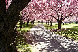 Kwanzan Cherries in bloom at Brooklyn Botanic Garden Bbg cherry esplande.jpg