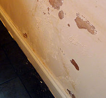 A wall affected by rising damp