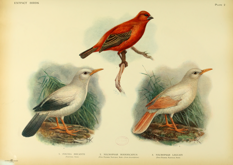 File:Extinctbirds1907 P2 Necropsar rodericanus0283.png