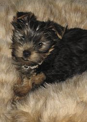 An AKC-registered Yorkshire Terrier puppy, aged 4 months, displaying the characteristic black and tan coat.