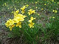 Dolomite flax (Linum dolomiticum)