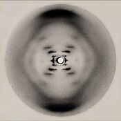 Photo 51, showing X-ray diffraction pattern of DNA Photo 51 x-ray diffraction image.jpg