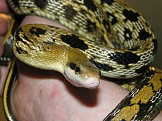 Beauty rat snake - Wikipedia, the free encyclopedia