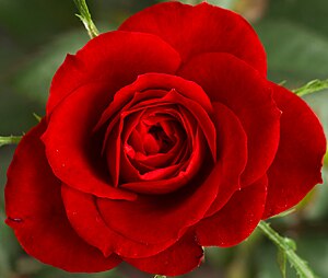 Cropped Small Red Rose