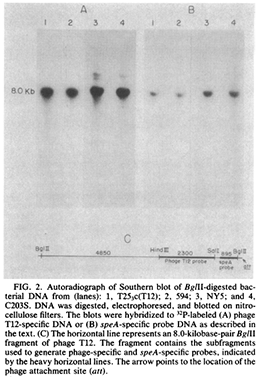 File:Southern Blot.tiff