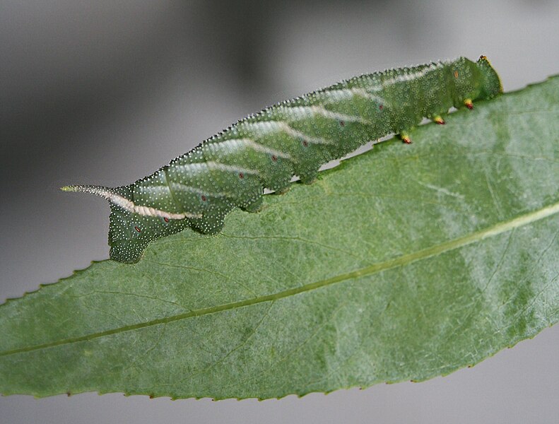 File:Eyed hawkmoth larvae reverse countershaded.jpg