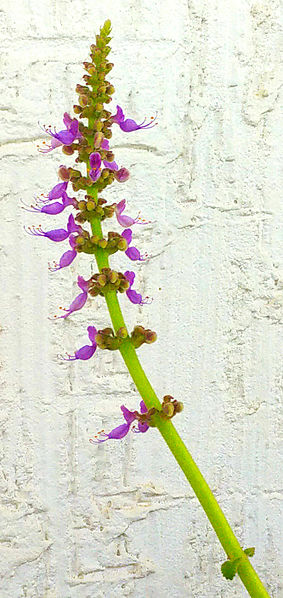 File:Plectranthus amboinicus flowers.jpg