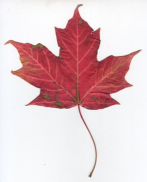 Canadian maple leaf