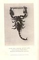 First photograph, vol. 3, no. 2, 1888, of a black rock scorpion (Buthus afer) displaying simultaneous twin parturition