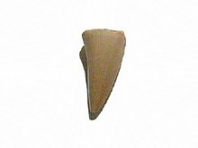A tooth from a mosasaur Mosasaur tooth.jpg