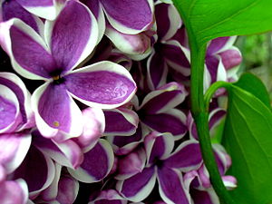 Lilacs at the 2007 Lilac Celebration at the RBC