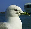 Seagull, Helsinki, Finland