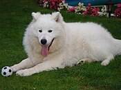 A Samoyed Dog in a garden with a toy