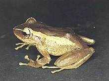 Eleutherodactylus portoricensis.jpg