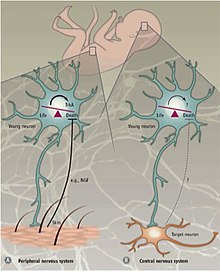 Cell death in the peripheral vs central nervous system Programmed cell death in the peripheral and central nervous system.jpg