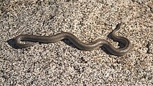 Rosy-Boa-001.jpg