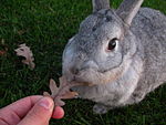 A Standard Chinchilla eating a leaf