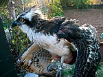 Injured osprey in the care of IAR Malta. Injured-osprey.jpg