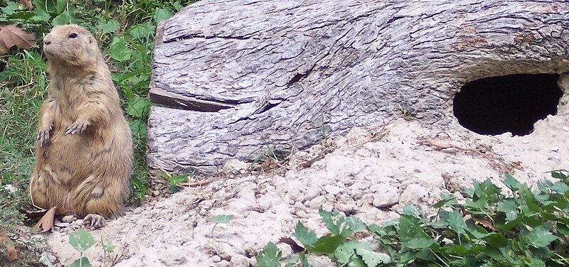 File:Prairie dog and hole.JPG