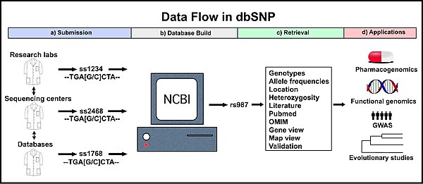 a) Various sources submit data, and each variation is assigned a unique submitted SNP number ID (ss#). b) dbSNP compiles identical ss# records into one reference SNP cluster (rs#) containing data from each ss#. c) Users can retrieve data for specific rs# records and analyze these variations. d) Data from dbSNP aids clinical and applied research. The ss# and rs# IDs in this figure are examples only. NCBI, National Center for Biotechnology Information; OMIM, Online Mendelian Inheritance in Man; GWAS, genome wide association study. DbSNP diagram no caption.jpg