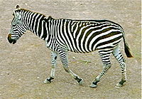 A Zebra in captivity at a zoo in Wellington, New Zealand.