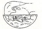 Artist's impression of Leonardo's method for neutralizing the refractive power of the cornea Davinci.jpg