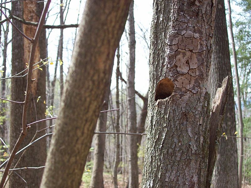 File:Carolina Chickadee Nest.jpg