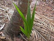 A young coconut palm