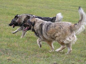 Shar dog running