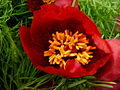 Paeonia tenuifolia