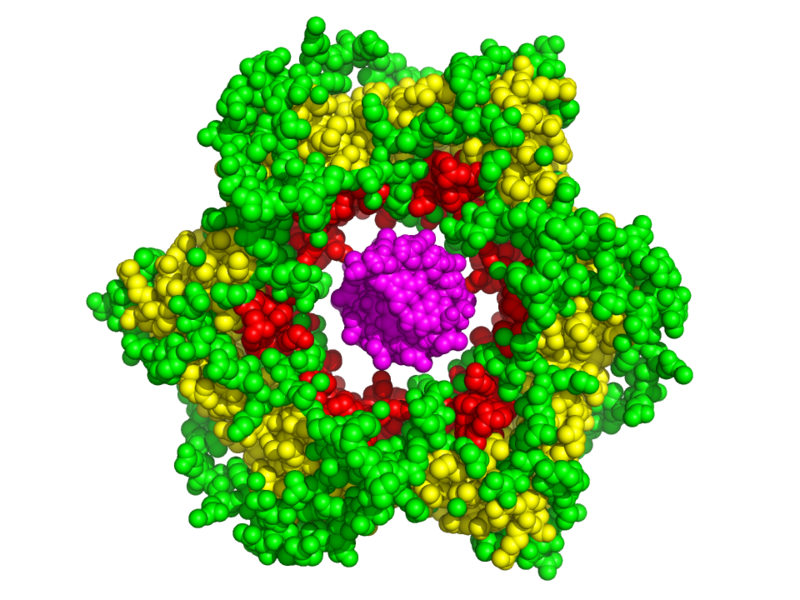 File:Dna clamp space filling 1w60.png