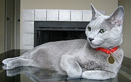 Russian Blue cat