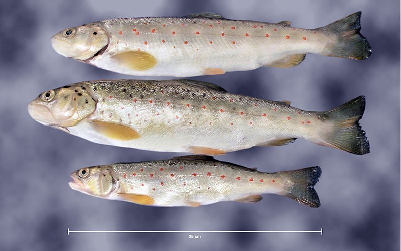 File:Salmo trutta m. fario - Ilomska.jpg