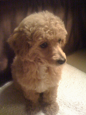 A toy poodle at ten weeks.