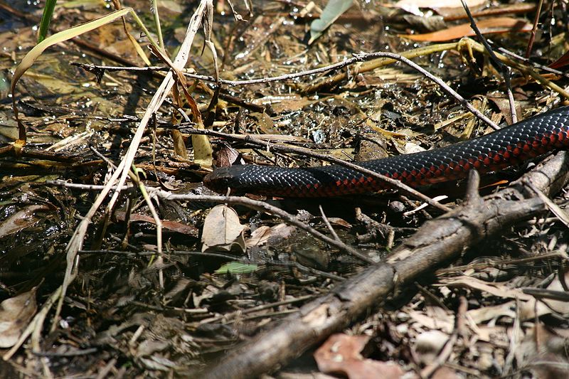 File:Red-bellied Black Snake in Brisbane Forest Park.jpg