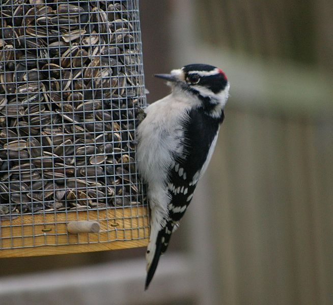 File:Downy Woodpecker.JPG