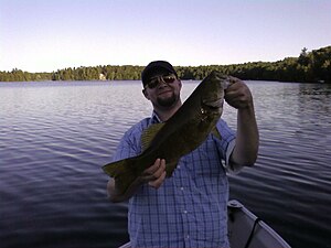 Smallmouth Bass from Eagle Lake in Ontario, Ca...