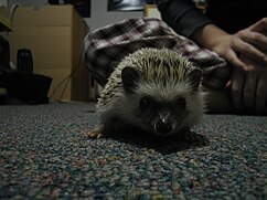 A domesticated hedgehog