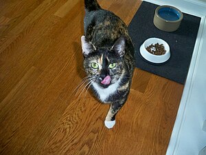 Hungry Calico kitty named Calleigh