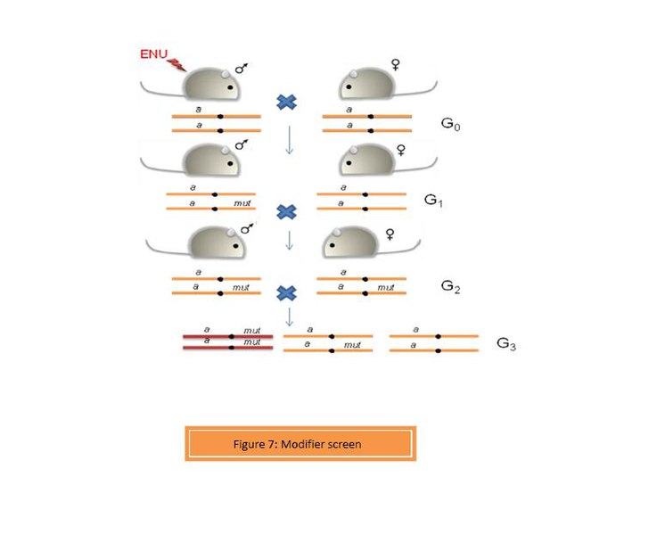 File:Modifier screenfig7.JPG