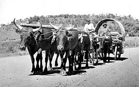 An Afrikander Wagon Transport in the Transvaal