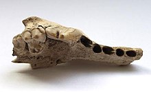 The 14,500-year-old upper-right jaw of a Pleistocene wolf found in the Kessleroch cave near Thayngen in the canton of Schaffhausen, Switzerland Kesslerloch Cave dog 14,500.jpg
