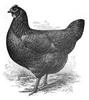 Female Black Java chicken